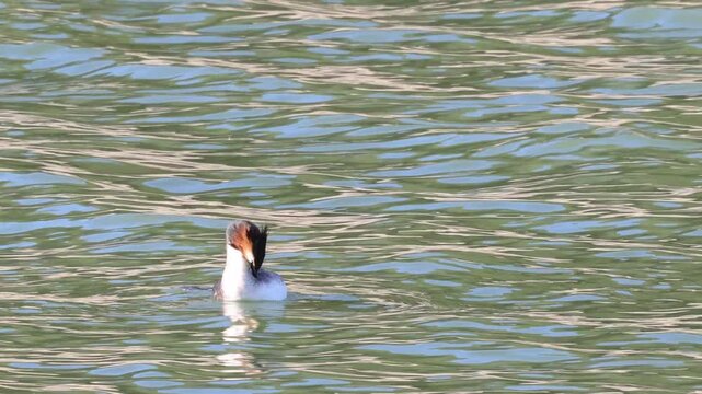 Somormujo arrastrado por el viento mientras se acicala el plumaje, Beniarres, Espa&ntilde;a