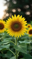 Fototapeta premium A vibrant sunflower plant blooms outdoors under natural sunlight, showcasing bright yellow petals and lush green foliage during summer growth ,bright ,flower ,outdoor