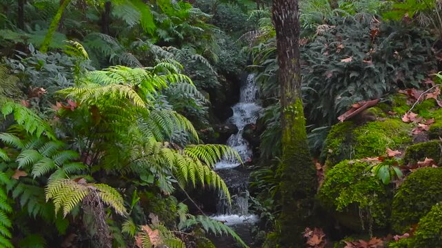 Natural waterfall cascading over dark rocks surrounded by lush ferns and moss in the gardens of Monserrate Palace in Sintra.