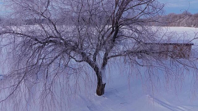 Slow rise up a beautiful frosty willow tree in the early morning sun