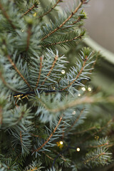 christmass tree © Justyna