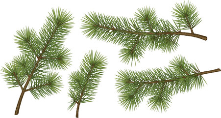 Obraz premium Realistic pine tree branches with green needles isolated on white background, evergreen botanical illustration for nature design concept