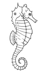 Fototapeta premium Curled seahorse drawing. Linear illustration. Side profile. Solitary sea creature