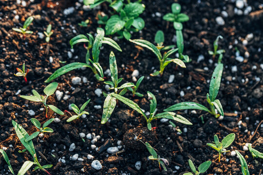 A top view shot of an Atriplex patula flowering plant growing in the garden