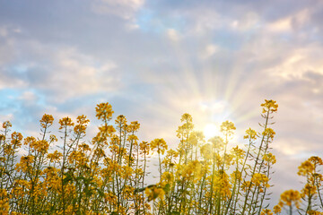 Obraz premium Summer landscape with Rape blossoms and sunrise.