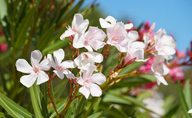 Fototapeta premium Oleanderblüten