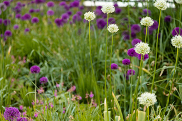 Obraz premium Decorative allium blossoms on green soft focus backdrop