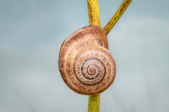 Caracol terrestre sobre vegetaci&oacute;n