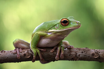 Obraz premium White lipped tree frog sitting an branch, green tree frogs