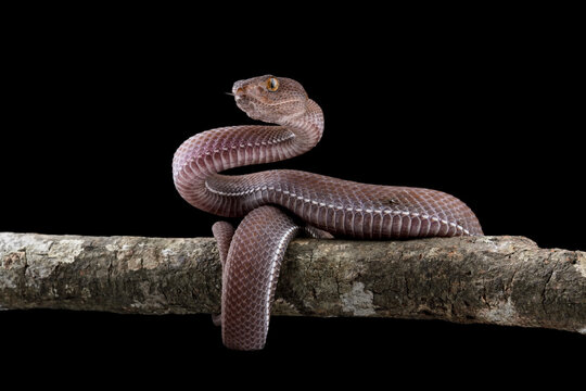 Baby viper snake on branch with black background, trimeresurus purpureomaculatus viperidae