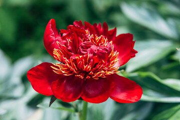 Herbaceous peony Walter Mains in flowers garden