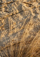 Obraz premium Close up of textured natural limestone background with subtle bleached dried grasses creating a serene, minimalist backdrop ,dried ,cream ,composition