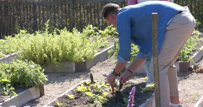 Couple man planting at raised bed using trowel on prepared soil while woman holding basket watching