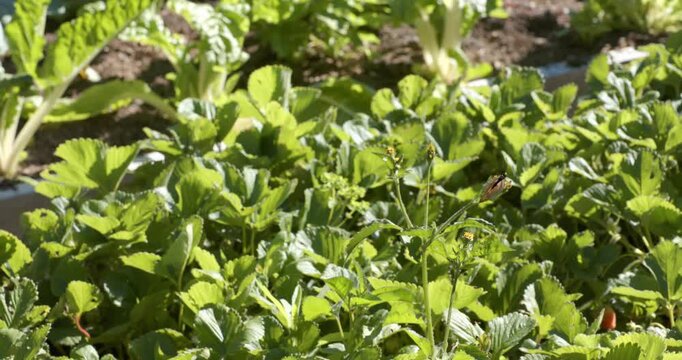 Orange-brown butterfly is flying in from right and alighting on flower stalk, feeding in garden bed