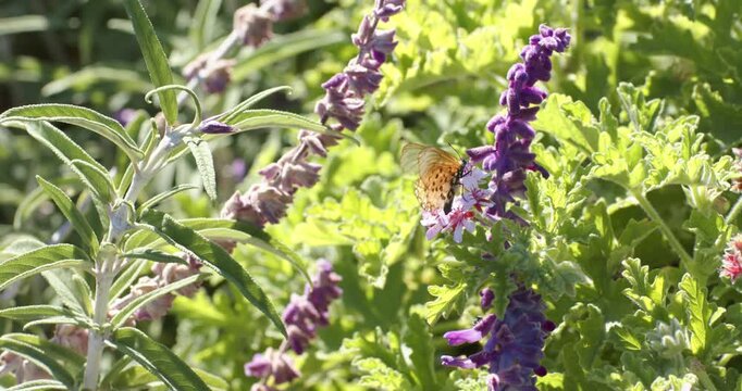 Orange-black butterfly hovering, settling on purple spike in sunny bed and probing blooms to feed
