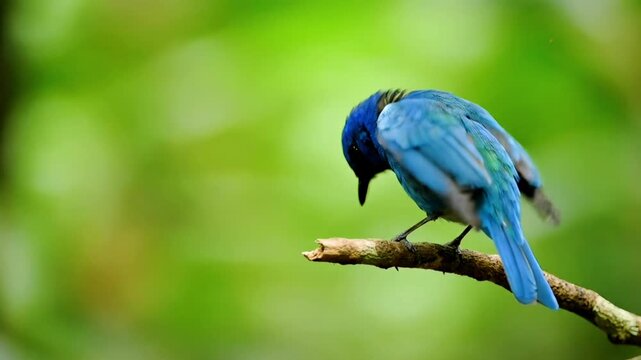 Minimal small bird in natural environment horizontal stock footage with copy space