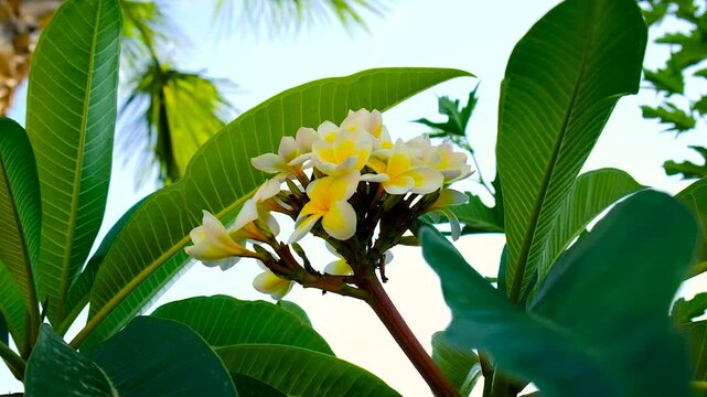 Plumeria flowers bloom beautifully. Selective focus.