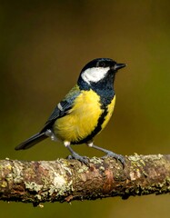 Bright yellow bird perched on a lichen-covered branch in soft light