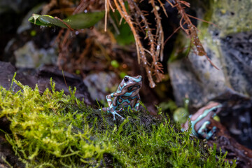 Blauer Pfeilgiftfrosch in natürlicher Umgebung © Martin