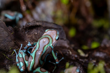 Blauer Pfeilgiftfrosch in natürlicher Umgebung © Martin