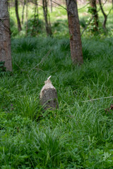 Fototapeta premium Von einem Biber angenagter Baum.
