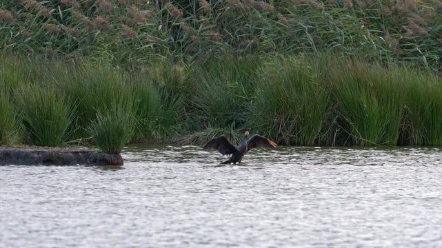 Cormorants are seen near a carp pond with reeds and bulrushes flying and resting captured in slow motion for wildlife study