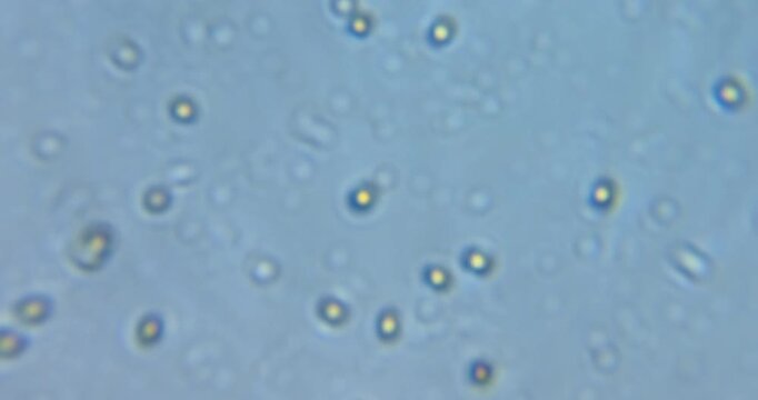 educational microscope video displaying real movement of living microorganisms commonly found in pond water and soil extracts. The footage shows protozoa, amoeba-like organisms, ciliates