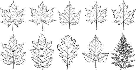 Hand drawn leaf outlines set, featuring maple, oak, and fern foliage for autumn nature, spring garden, forest conservation, and botanical design. © Shahadot Creatives
