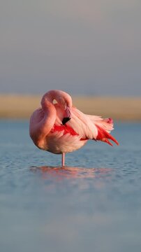 Vertical 9:16 shot of elegant pink flamingos standing in a lagoon. A graceful pink flamingo stands solitary in the calm water. Perfect for mobile wallpaper and social media stories.