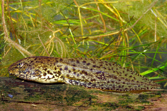 Green frog, Lithobates clamitans, tadpole.
