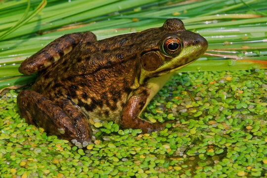 Green frog, Lithobates clamitans.