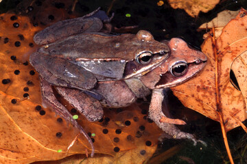 Obraz premium Wood frogs, Lithobates sylvaticus, in Amplexus