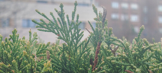 Detalle de ramas de tuya verde con fondo urbano desenfocado