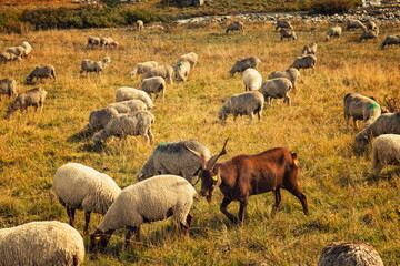 Obraz premium Ville des Glaciers, France - September 12, 2025: A brown goat with large horns walking among white sheep on a sunny mountain meadow in Savoy.