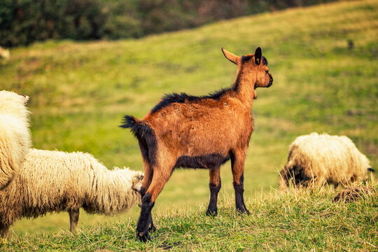 Ville des Glaciers, France - September 12, 2025: A brown goat with large horns walking among white sheep on a sunny mountain meadow in Savoy.