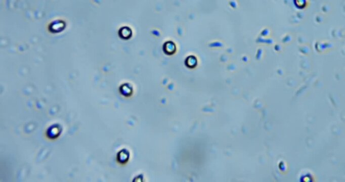 microscope video displaying real movement of living microorganisms commonly found in pond water and soil extracts