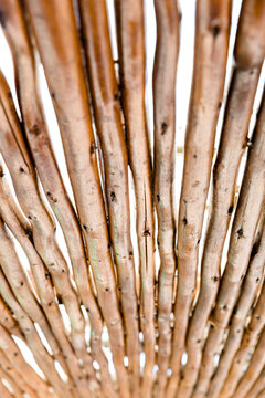 Close-up of Reed Shade with Light Shining Through