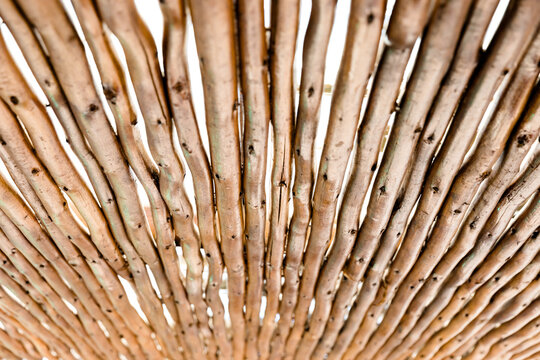 Reed Perspective Lines