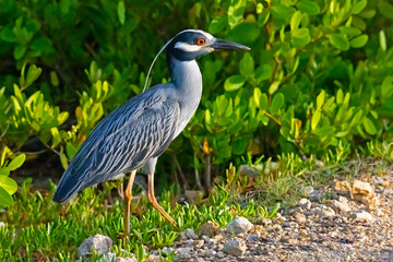 Fototapeta premium Adult yellow-crowned night heron, Nyctonyssa violacea