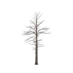 Obraz premium Silhouette of a bare tree isolated on transparent background