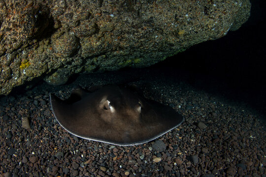 Spotted fantail ray (Taeniura grabata) in underwater cavern, Tenerife, Canary Islands, Spain