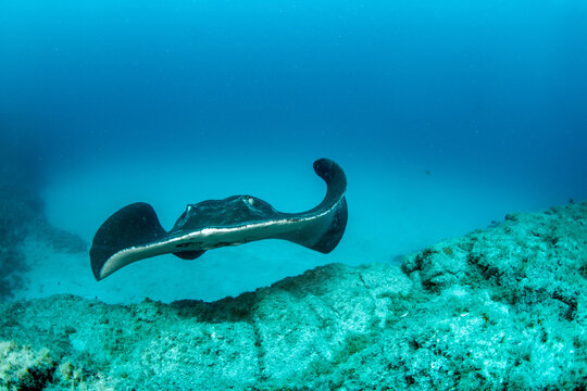 Spotted fantail ray (Taeniura grabata) swimming above rocky reef, Tenerife, Canary Islands, Spain