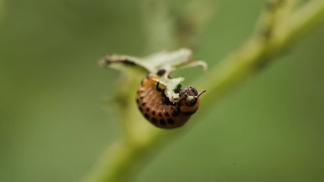 Potato beetle larva consuming green potato leaf, causing significant plant damage through systematic leaf defoliation in agricultural setting