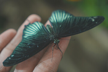 Butterfly Close up Picture © Evgenii