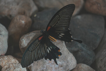 Butterfly Close up Picture © Evgenii