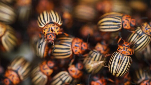 Numerous colorado potato beetles crawling over each other in a dense colony, representing concepts of agricultural pest infestation, invasion, and entomology in a natural wildlife macro view