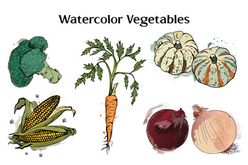 Hand Drawn Watercolor Vegetable Illustrations Suitable for Organic Branding, Menu Design, Packaging, Farm Market Posters, and Healthy Food Identity