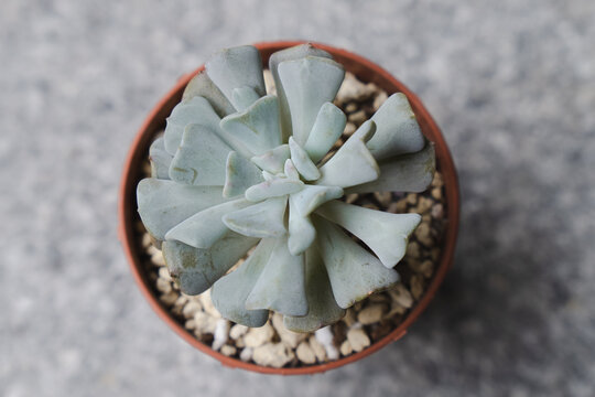 Beautiful Echeveria Cubic Frost succulent plant, pale blue due to lack of sunlight and winter cold