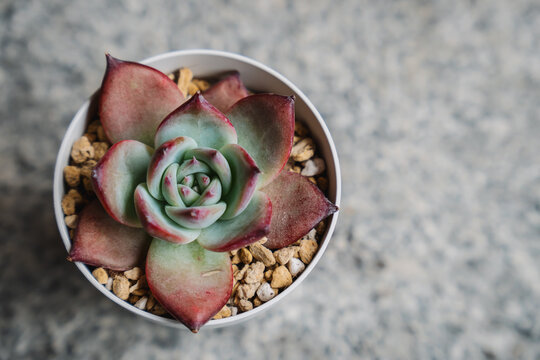 Beautiful succulent plant native to Mexico, Echeveria colorata variety Nahuala with blue and red color