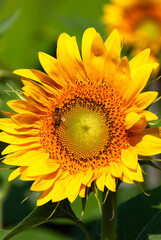 Obraz premium Close-up of a vibrant yellow sunflower with a bee collecting nectar, glowing in summer sunlight against a soft green background, symbolizing nature, growth, and warmth.
